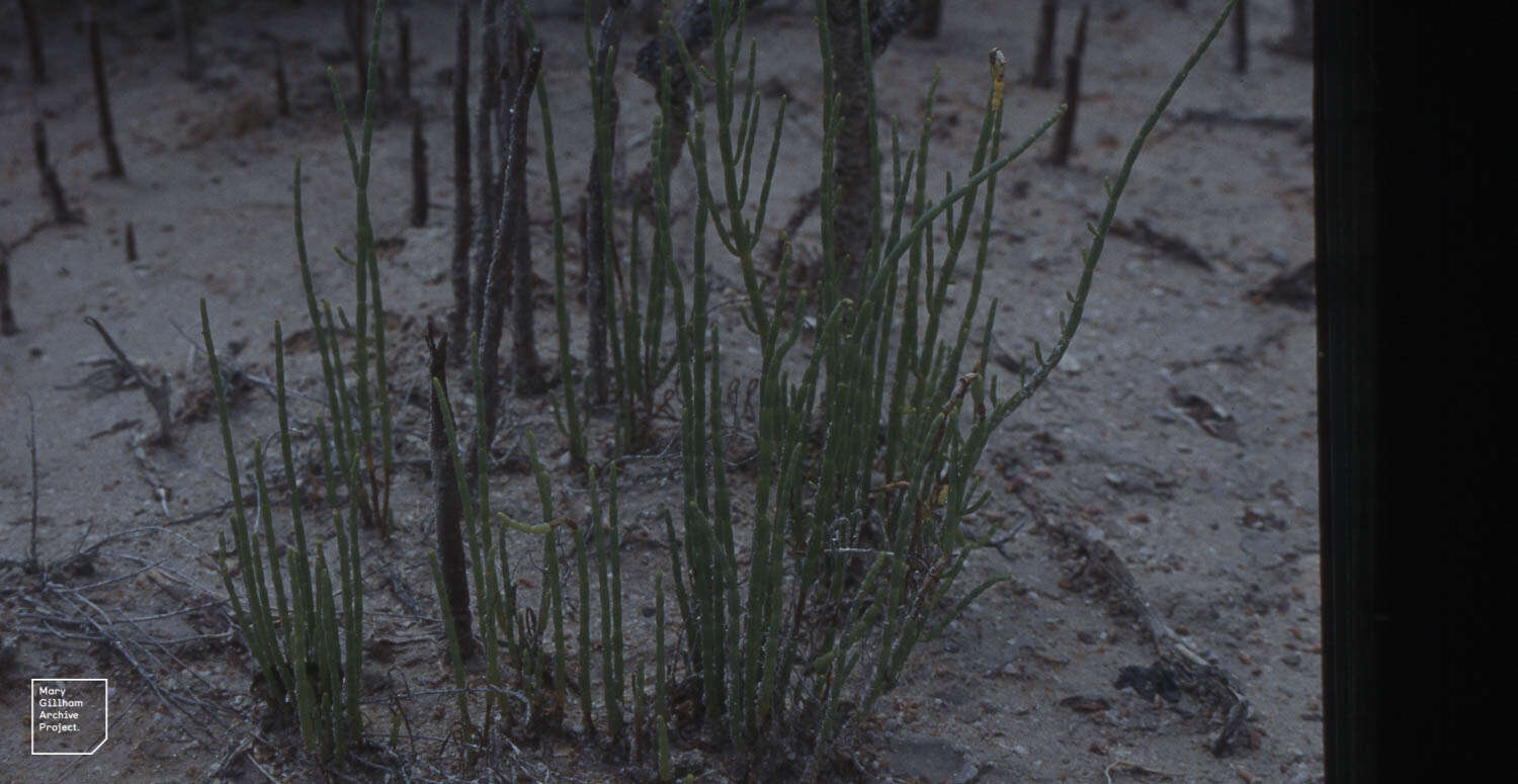 Слика од Salicornia perennis Miller