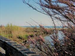 Image of tamarisk