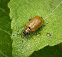 Lochmaea caprea resmi