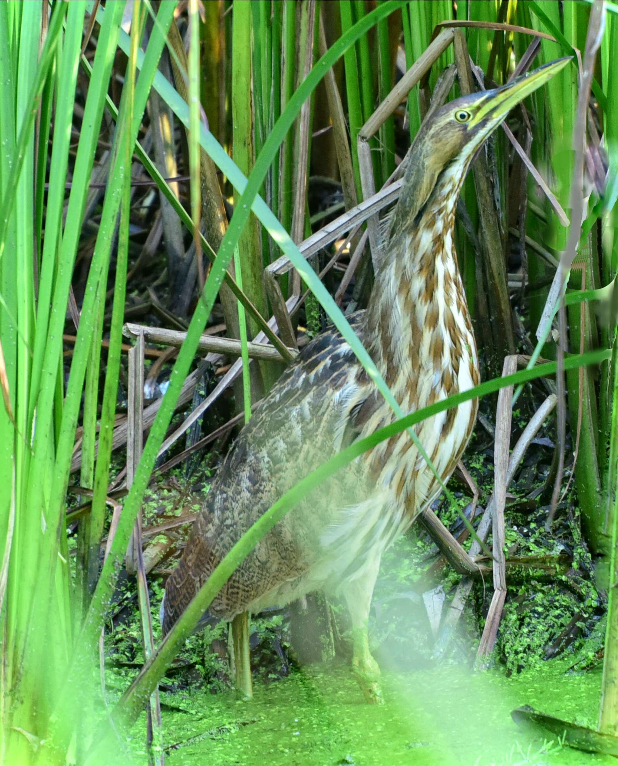 Image of American Bittern