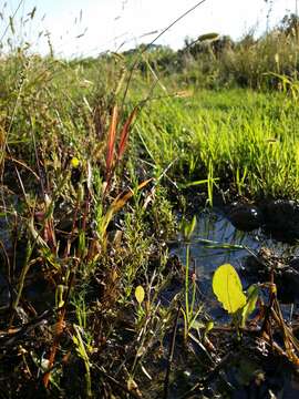 Plancia ëd Lythrum hyssopifolia L.