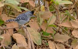 Image of Barred Antshrike