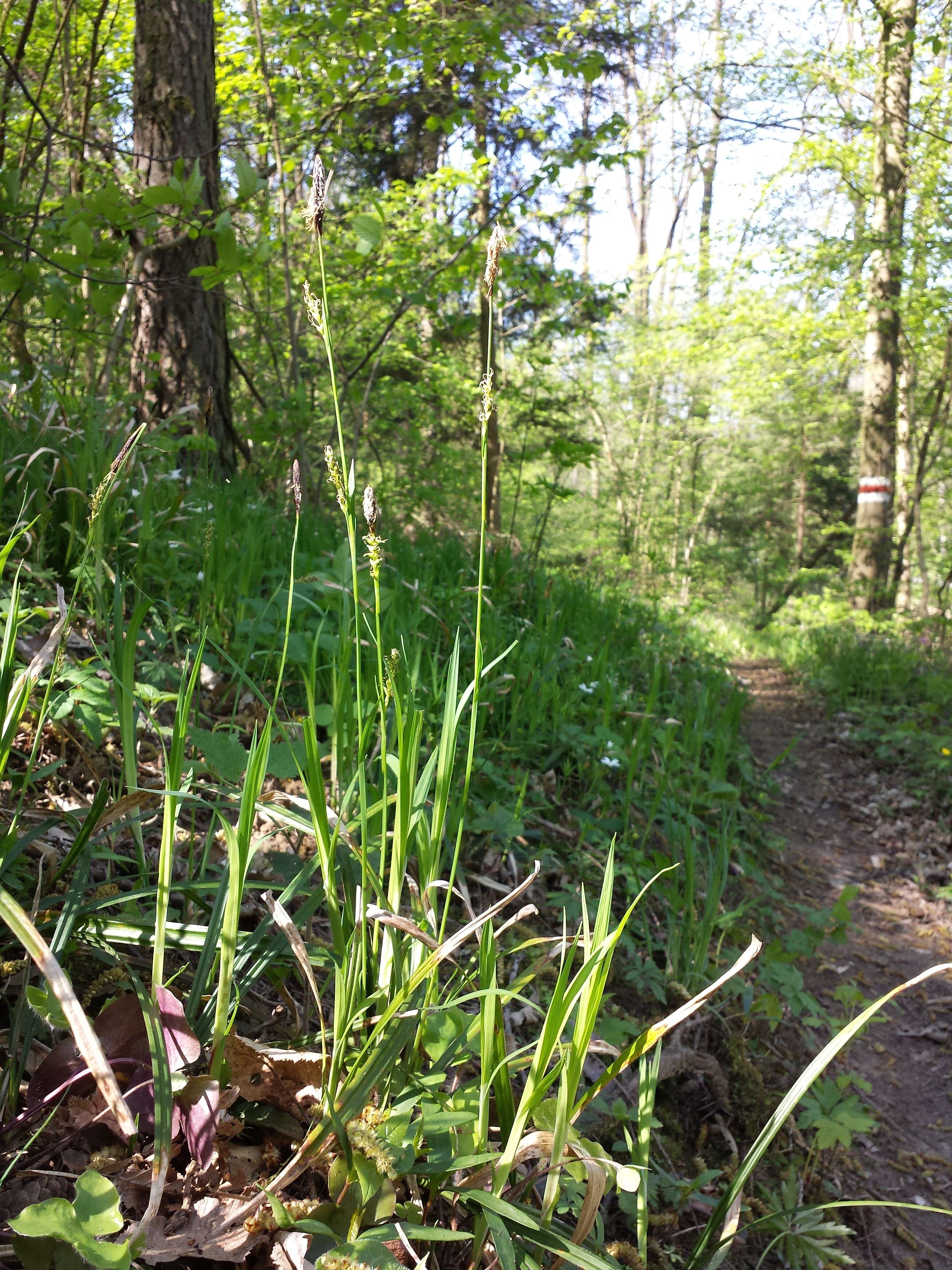 Image of Carex pilosa Scop.