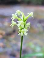 Image of Green Woodland Orchid