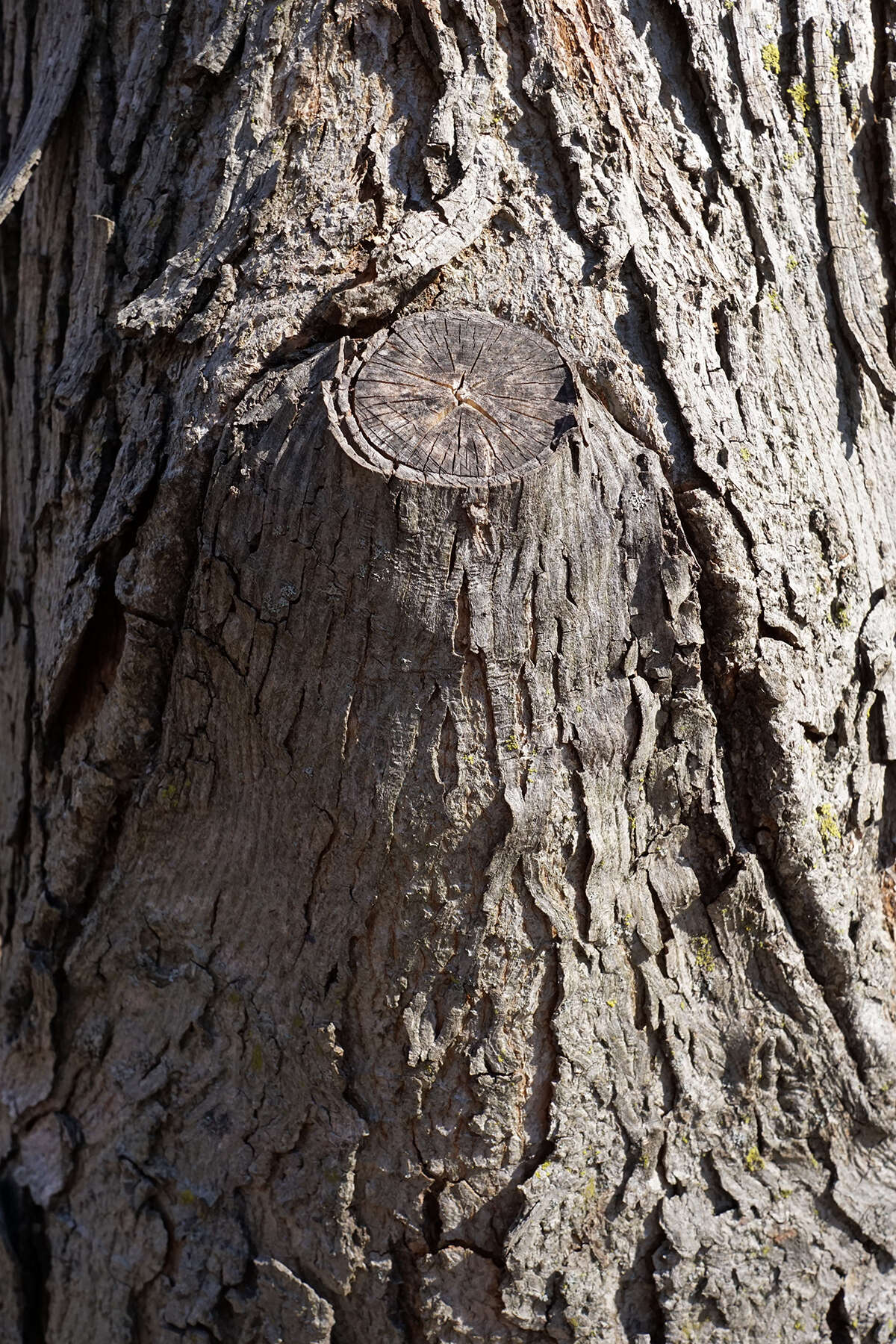 Image of shellbark hickory