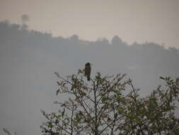 Image of Great Barbet