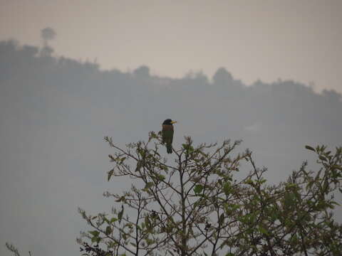 Image of Great Barbet