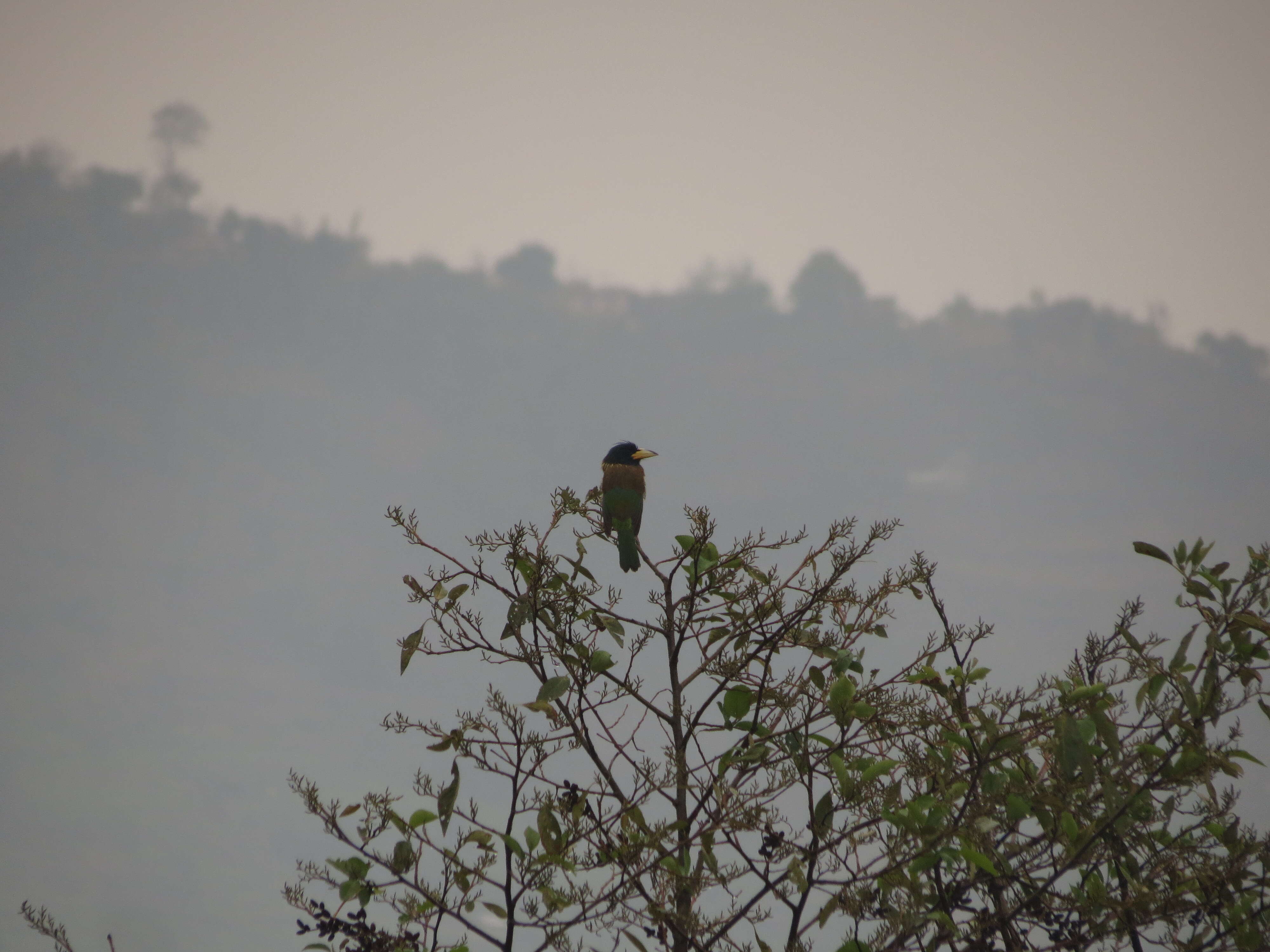 Image of Great Barbet