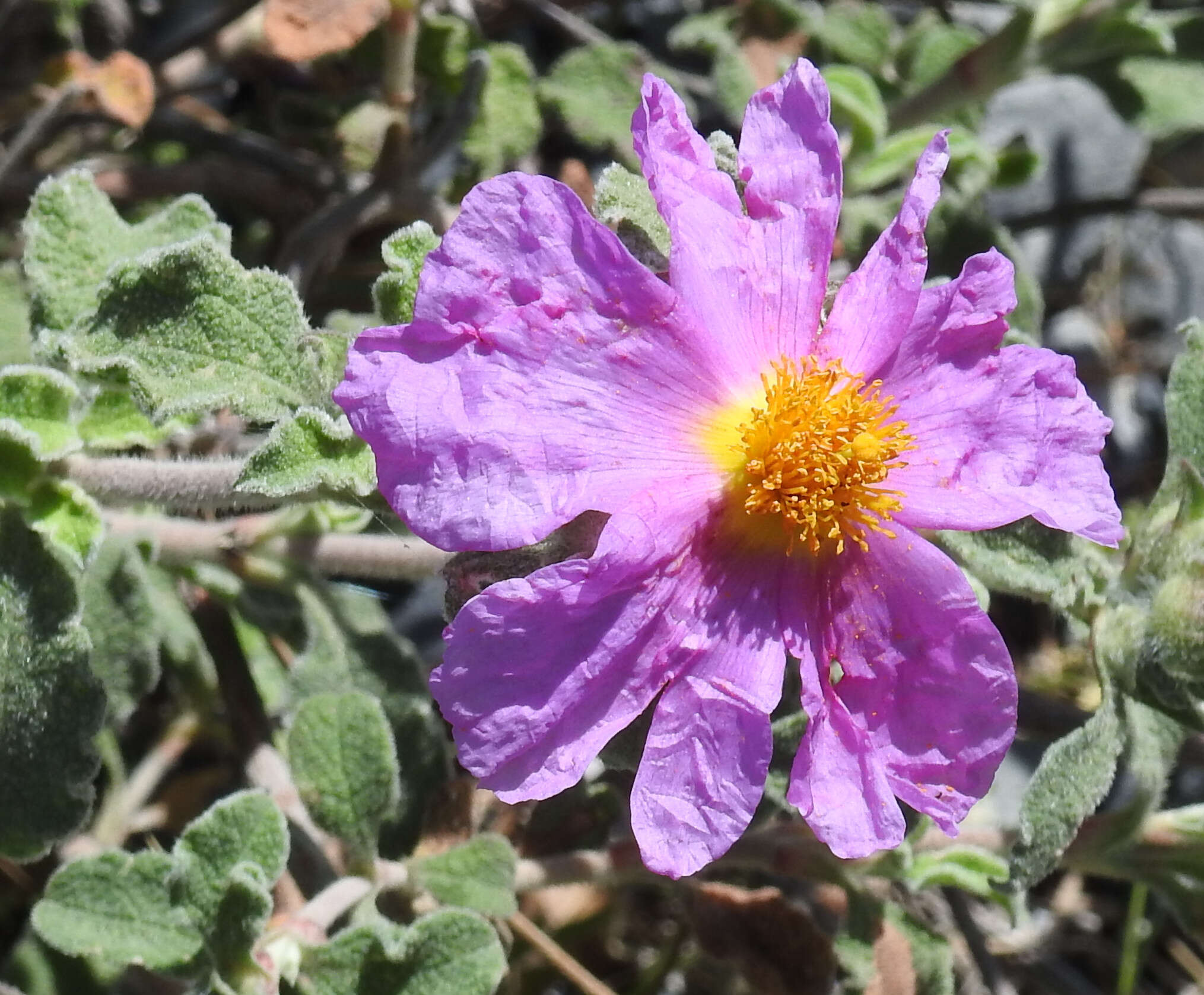 Image of Cistus creticus L.