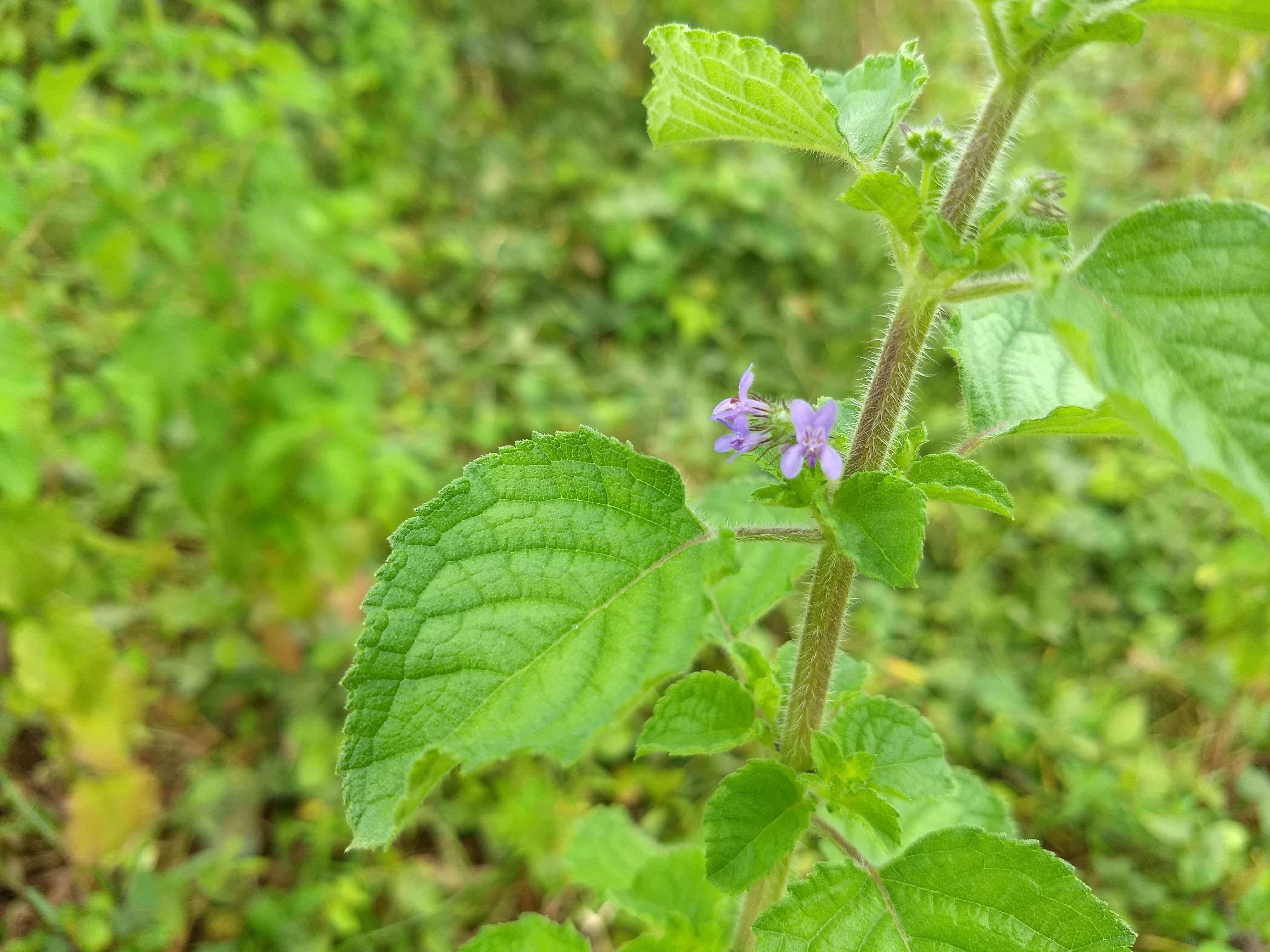 Image of Pignut