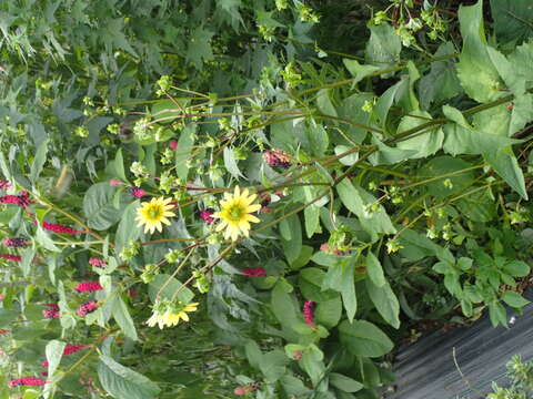 Image of Silphium wasiotense