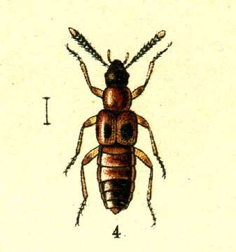 Image of Bolitochara