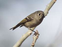 Image of goldcrests and kinglets