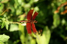 Image of Black Stream Glider