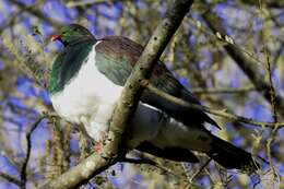 Image of Kererū