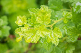 Image of European gooseberry