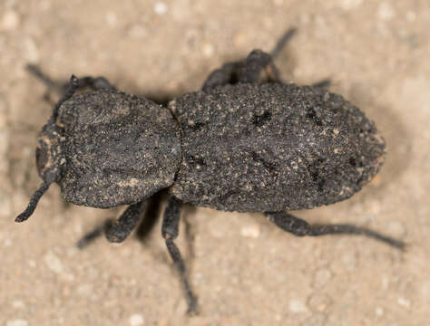 Image of Phloeodes