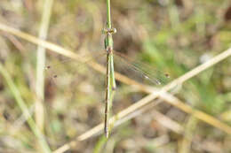 Image of Migrant Spreadwing