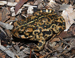 Image of American Toad