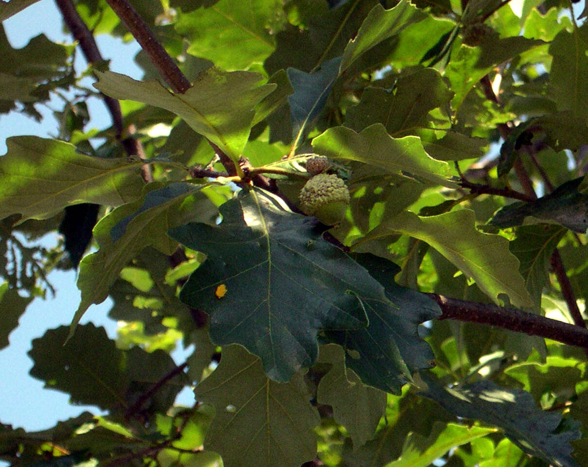 Image of Durand Oak