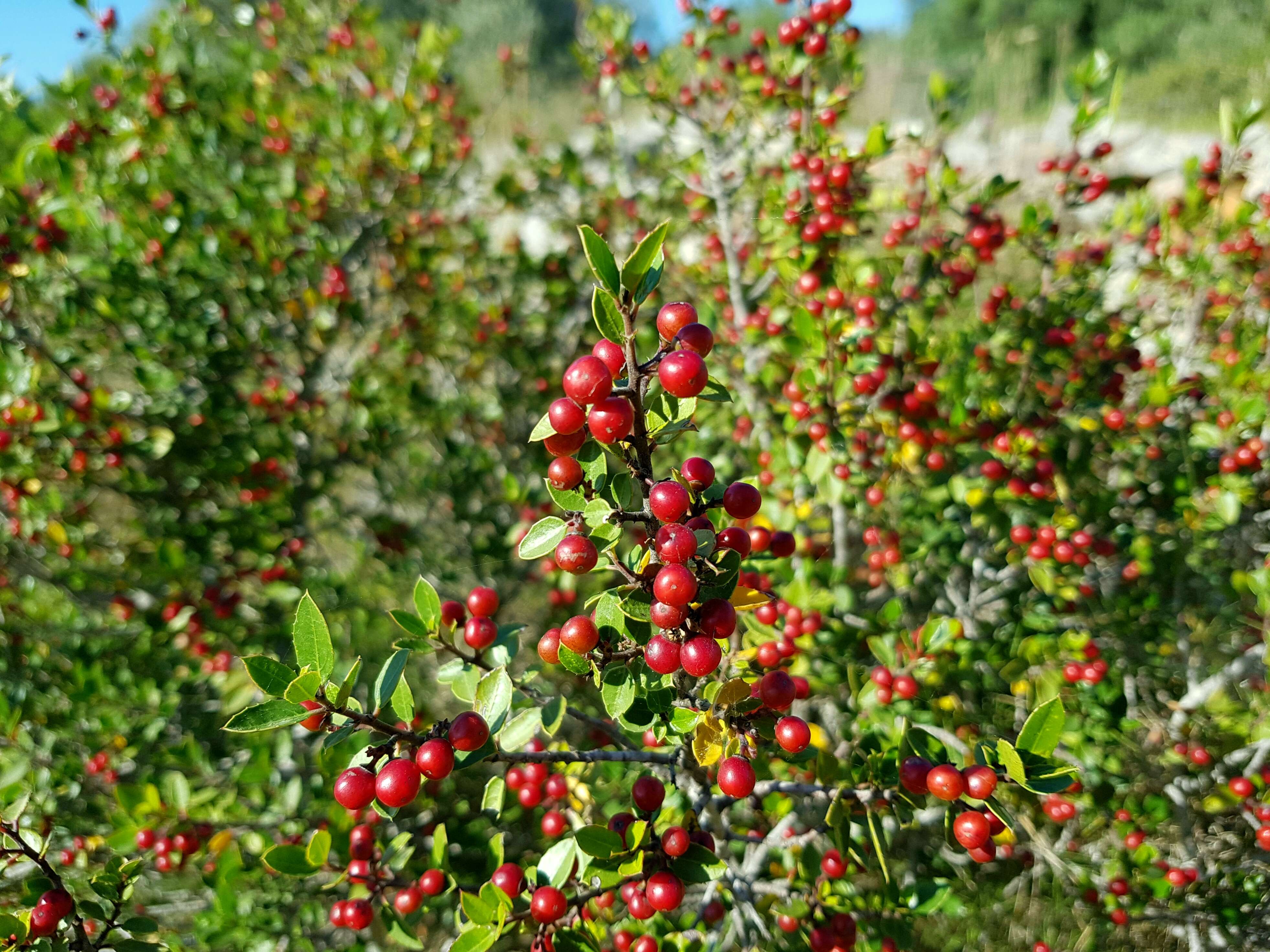 Image of Italian buckthorn