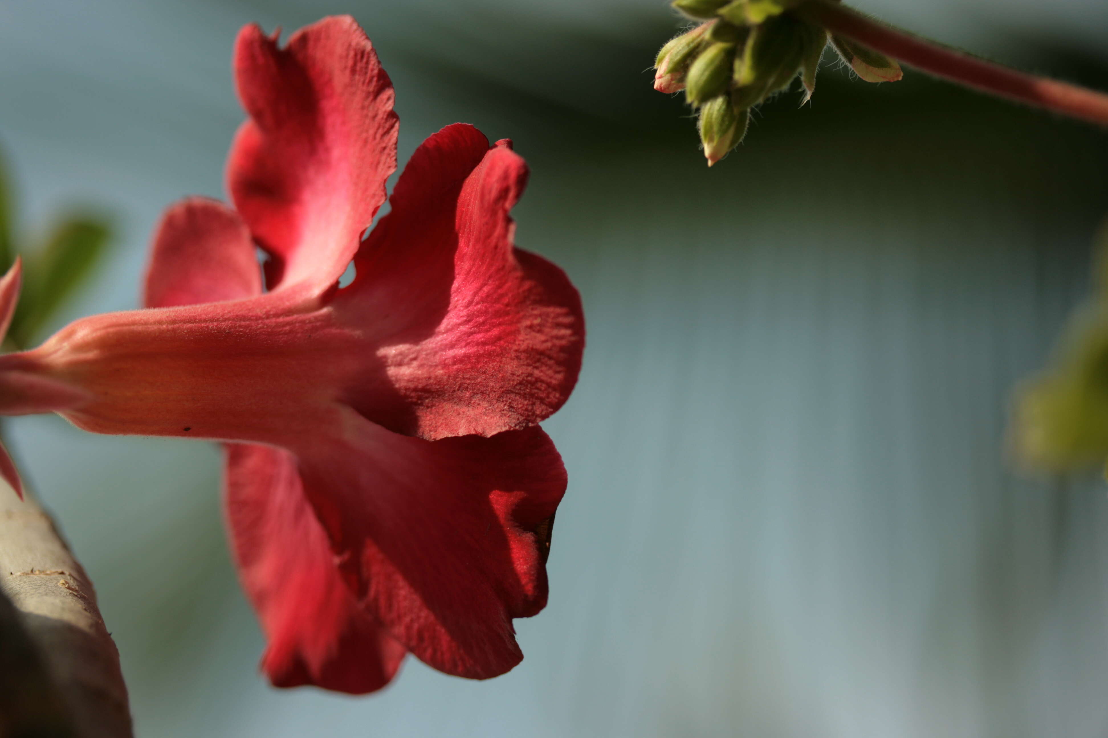 Image de Adenium obesum (Forsk.) Roem. & Schult.