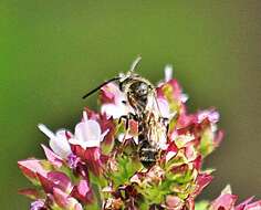 Image of Lasioglossum calceatum (Scopoli 1763)