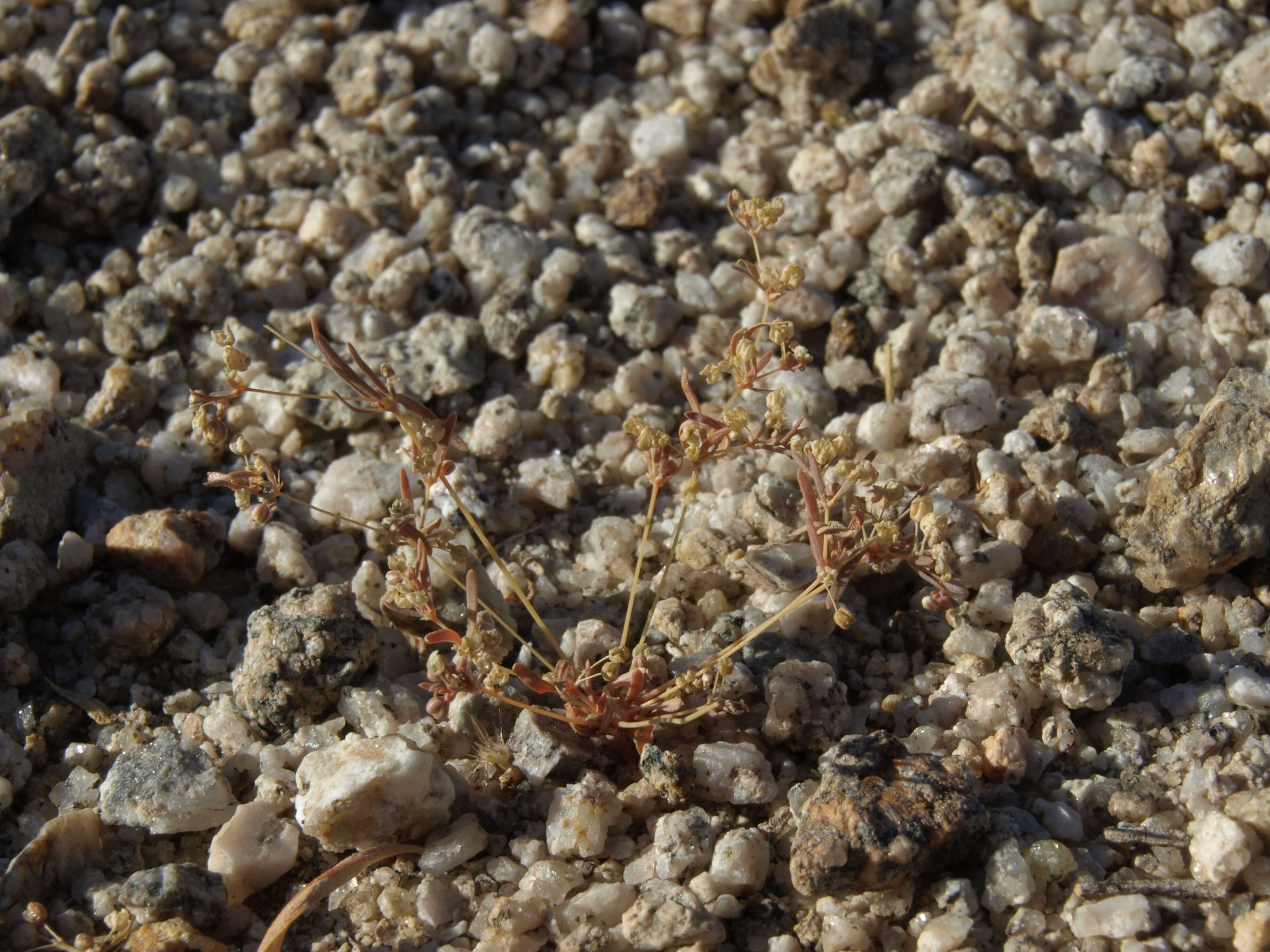 Image of Thread-Stem Carpetweed