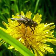 Image of flesh flies