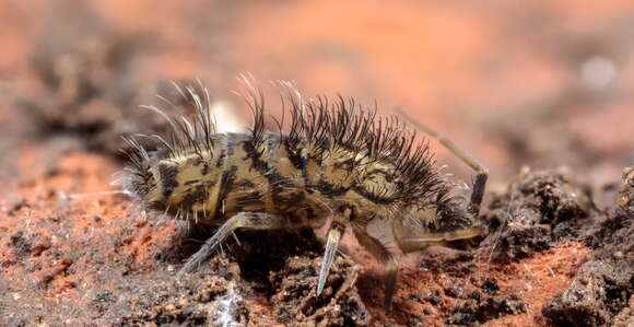 Image of Orchesella villosa (von Linné & C 1767)