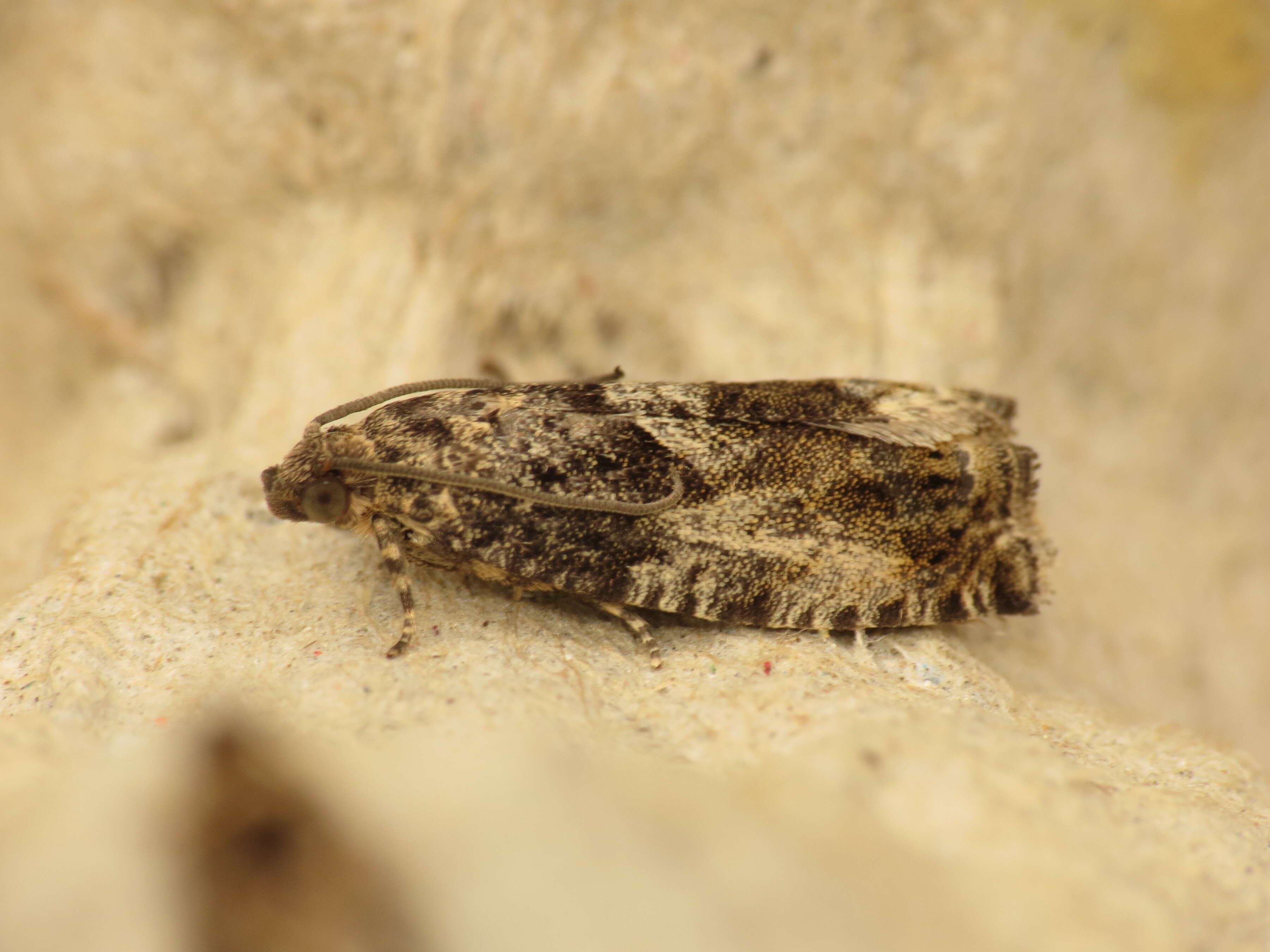 Image of beech moth