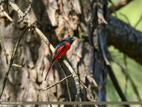 Image of Long-tailed Minivet