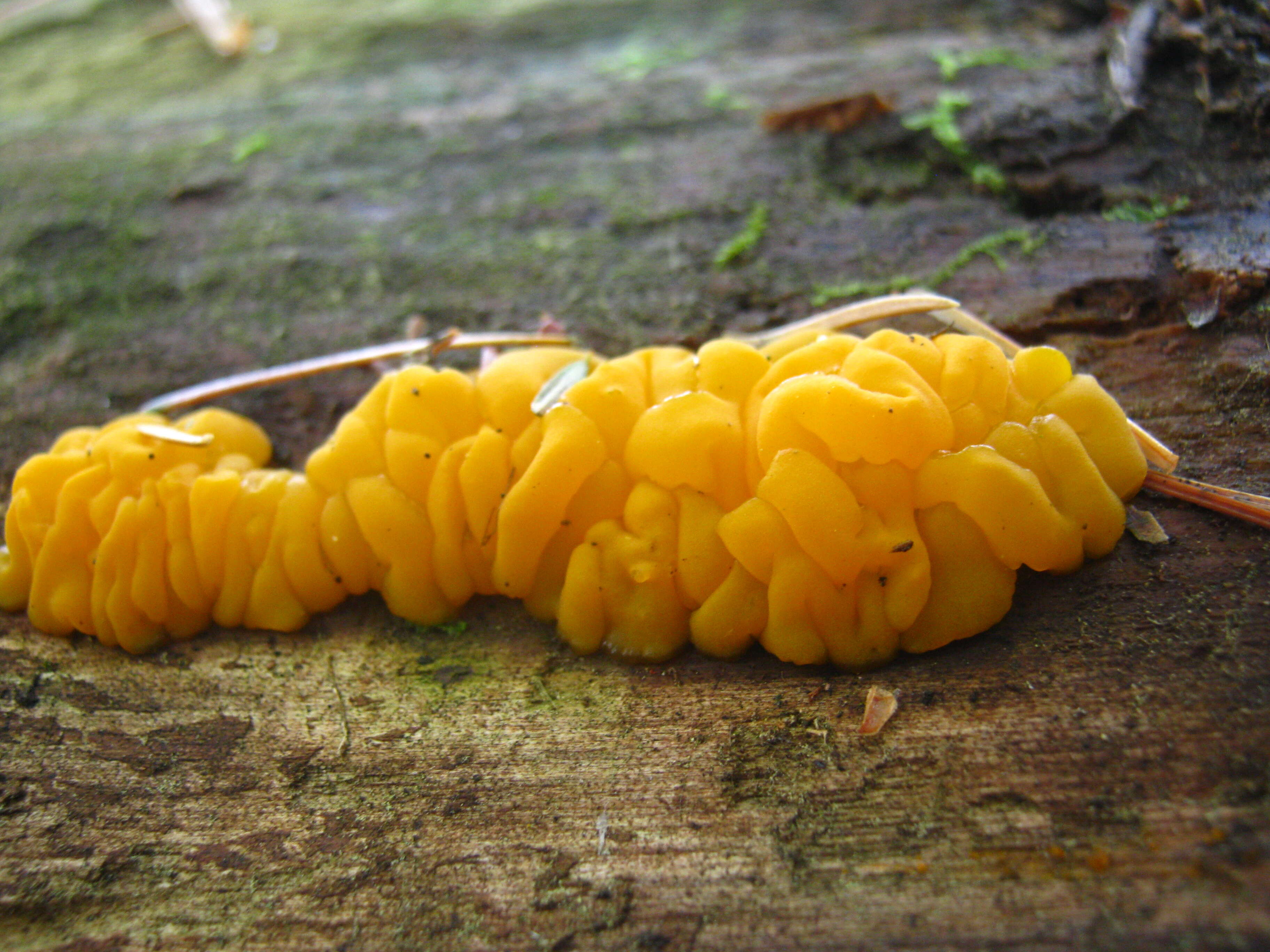 Image of Orange jelly spot