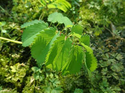 Слика од Sanguisorba hakusanensis Makino