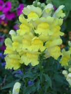 Image of garden snapdragon