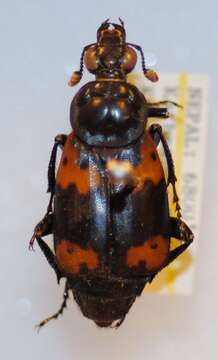 Nicrophorus (Nicrophorus) nepalensis (Hope 1831) resmi