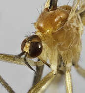 Image of Empis laetabilis Collin 1926