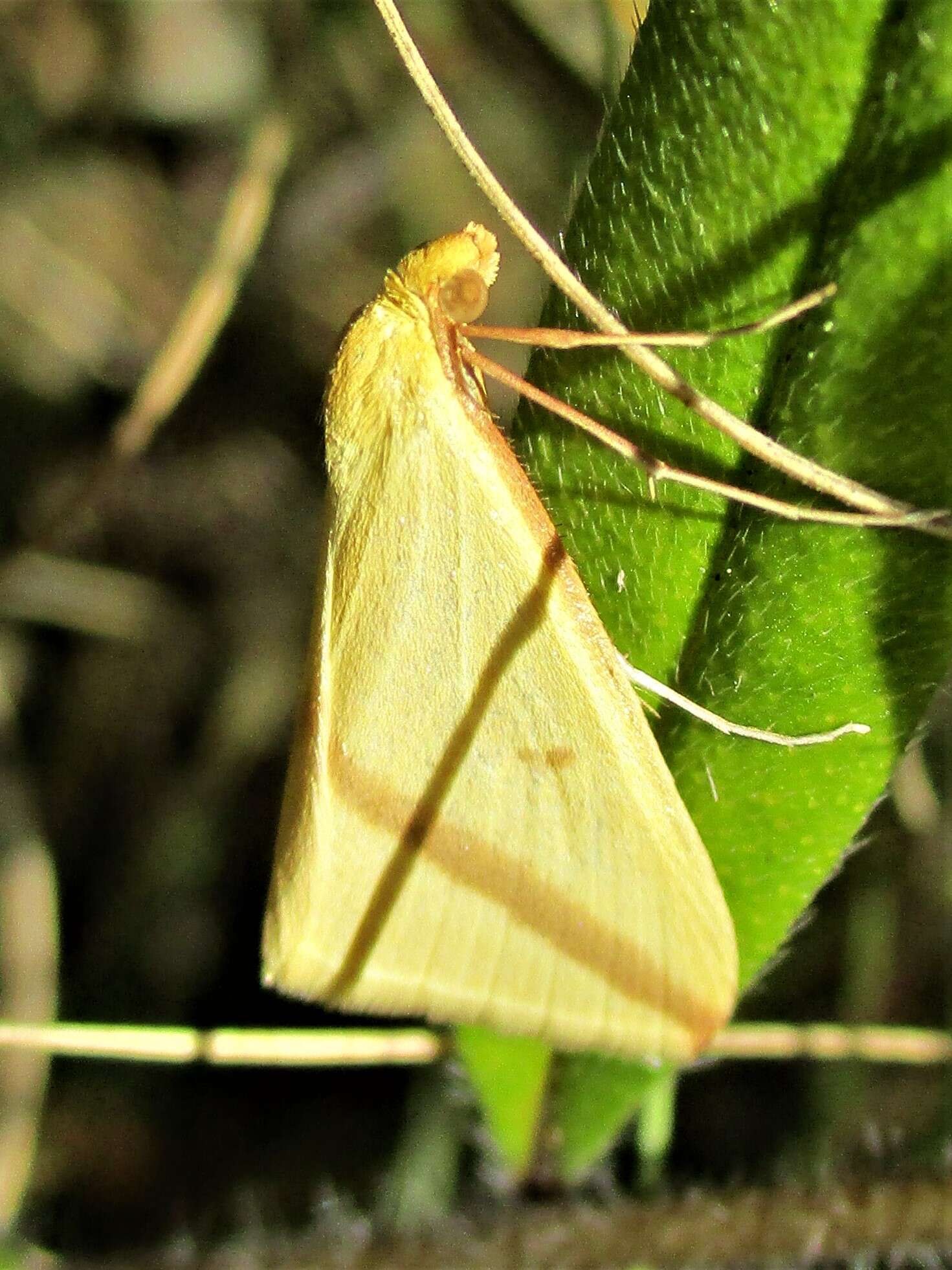 Слика од Rhodometra sacraria Linnaeus 1767