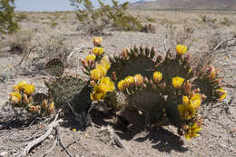 Image of Black-spined pricklypear