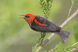 Image of Scarlet Honeyeater