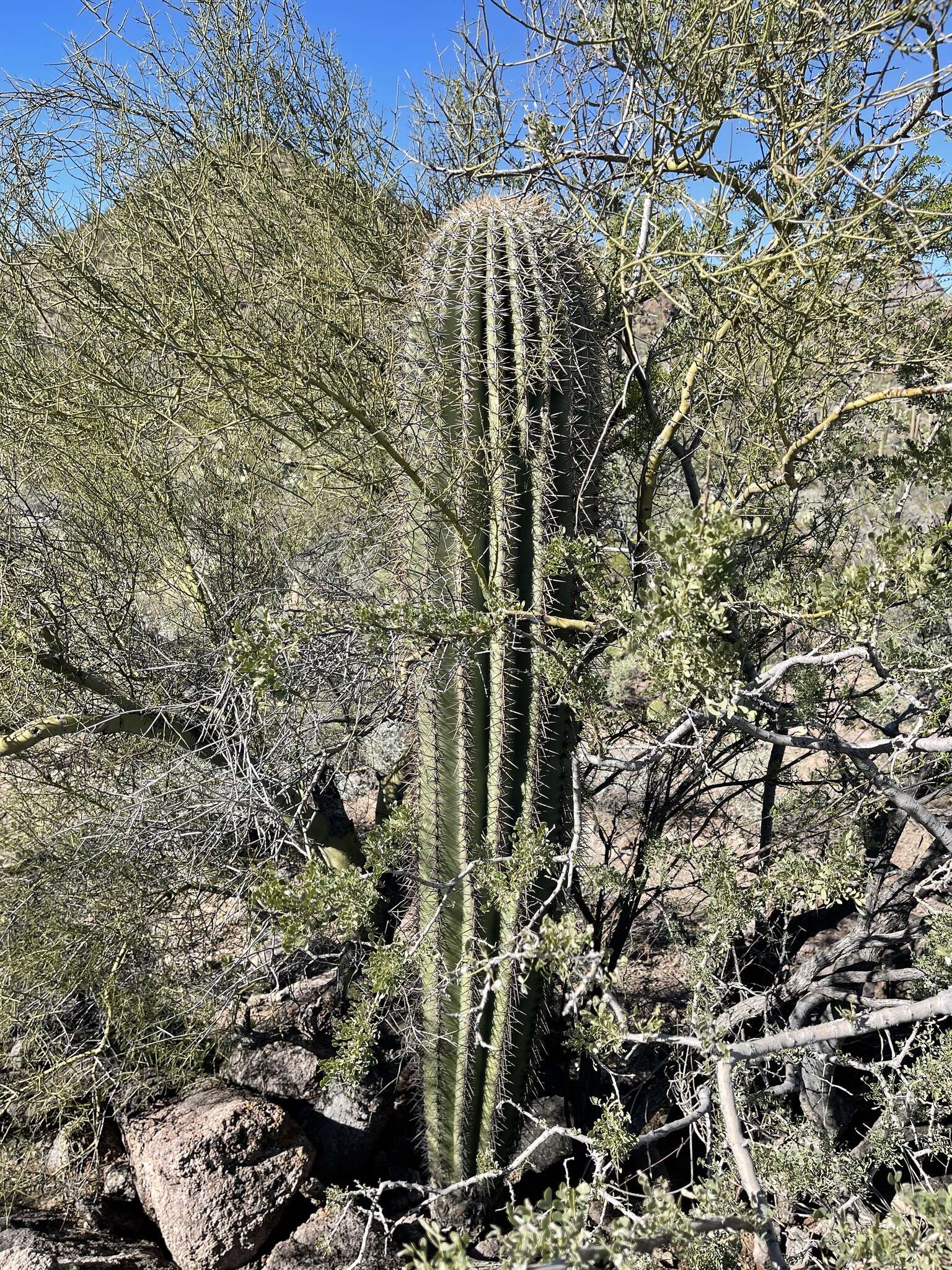 Image of saguaro