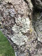 Image of Common greenshield lichen