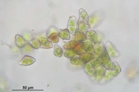 Image of Neoorthocaulis attenuatus (Mart.) L. Söderstr., De Roo & Hedd.