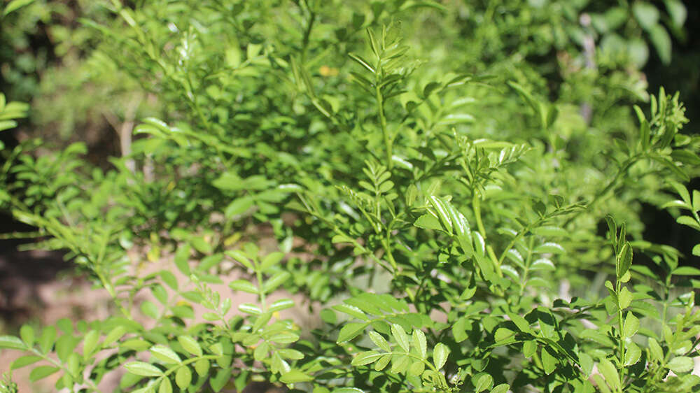 Image of lime pricklyash