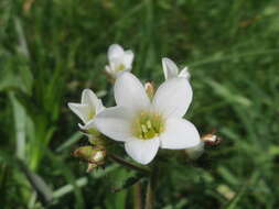 Plancia ëd Saxifraga granulata L.