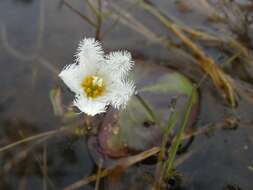 Image of Water-snowflake