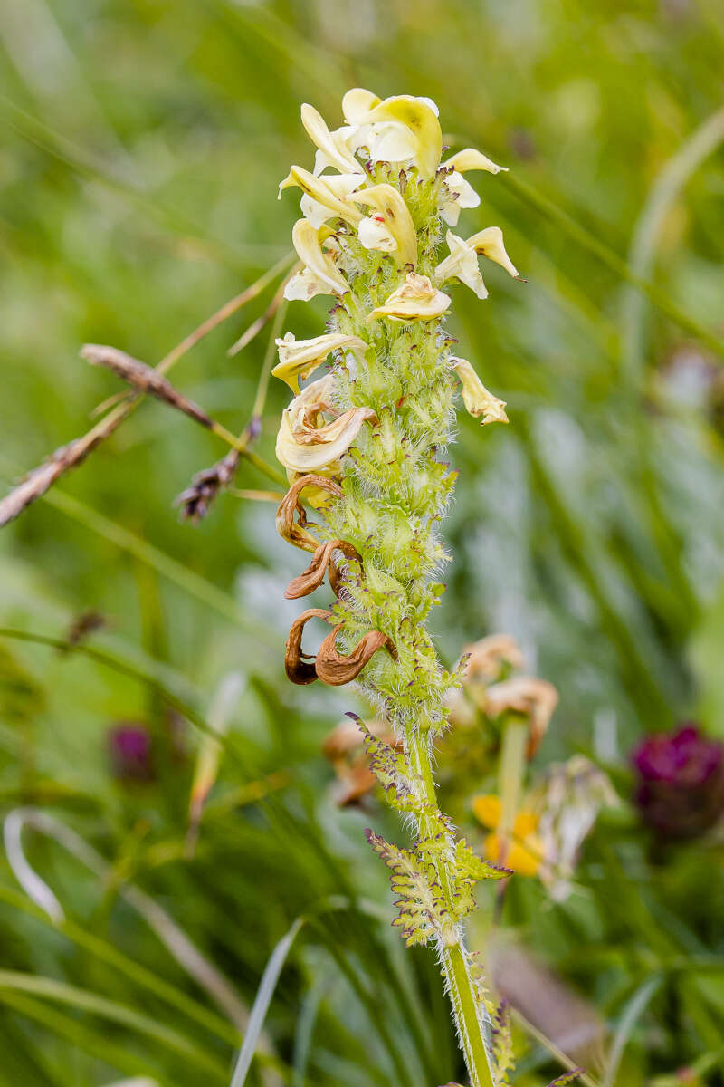 Image of Lousewort