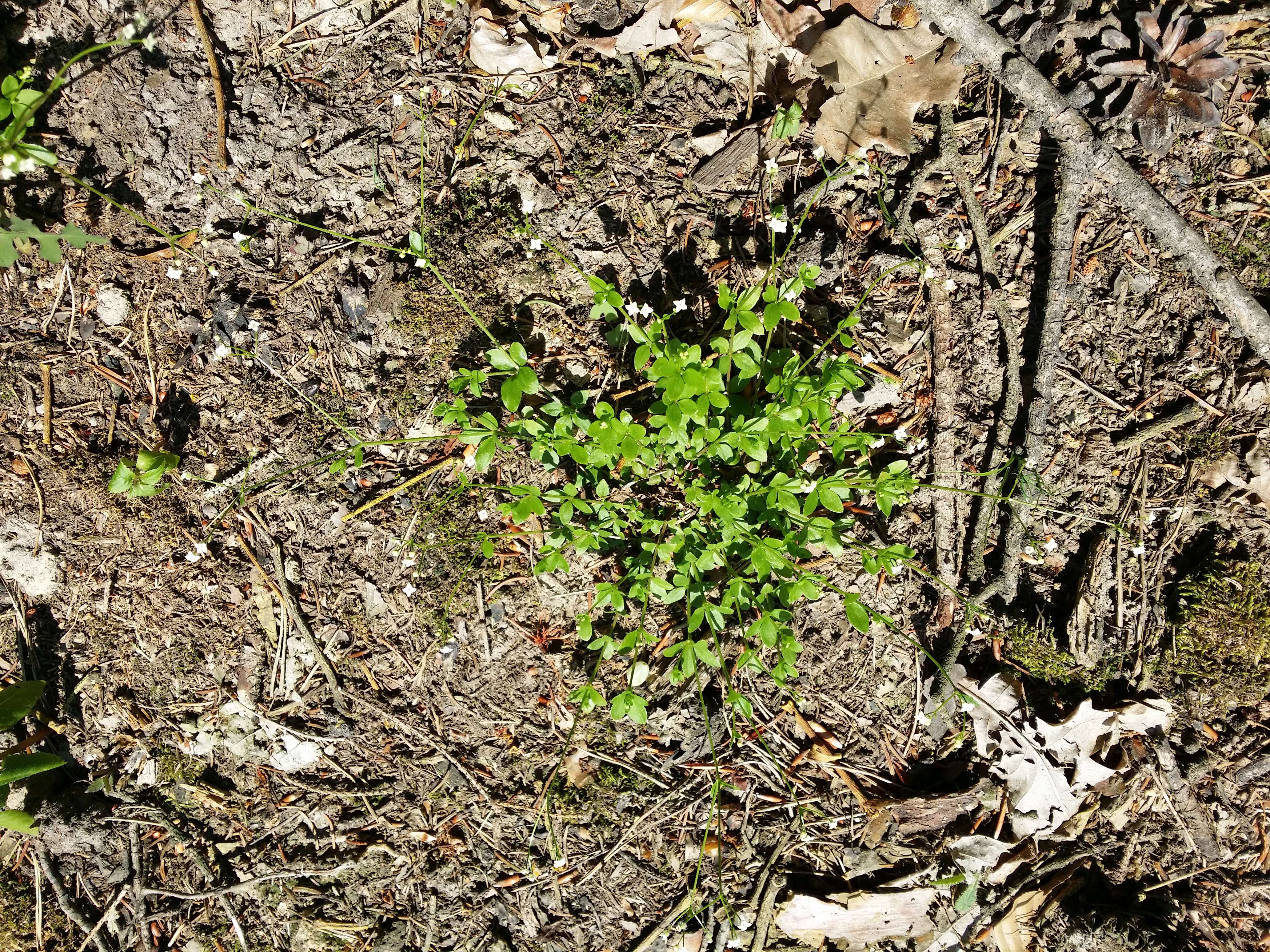 Image of Round-leaved Bedstraw