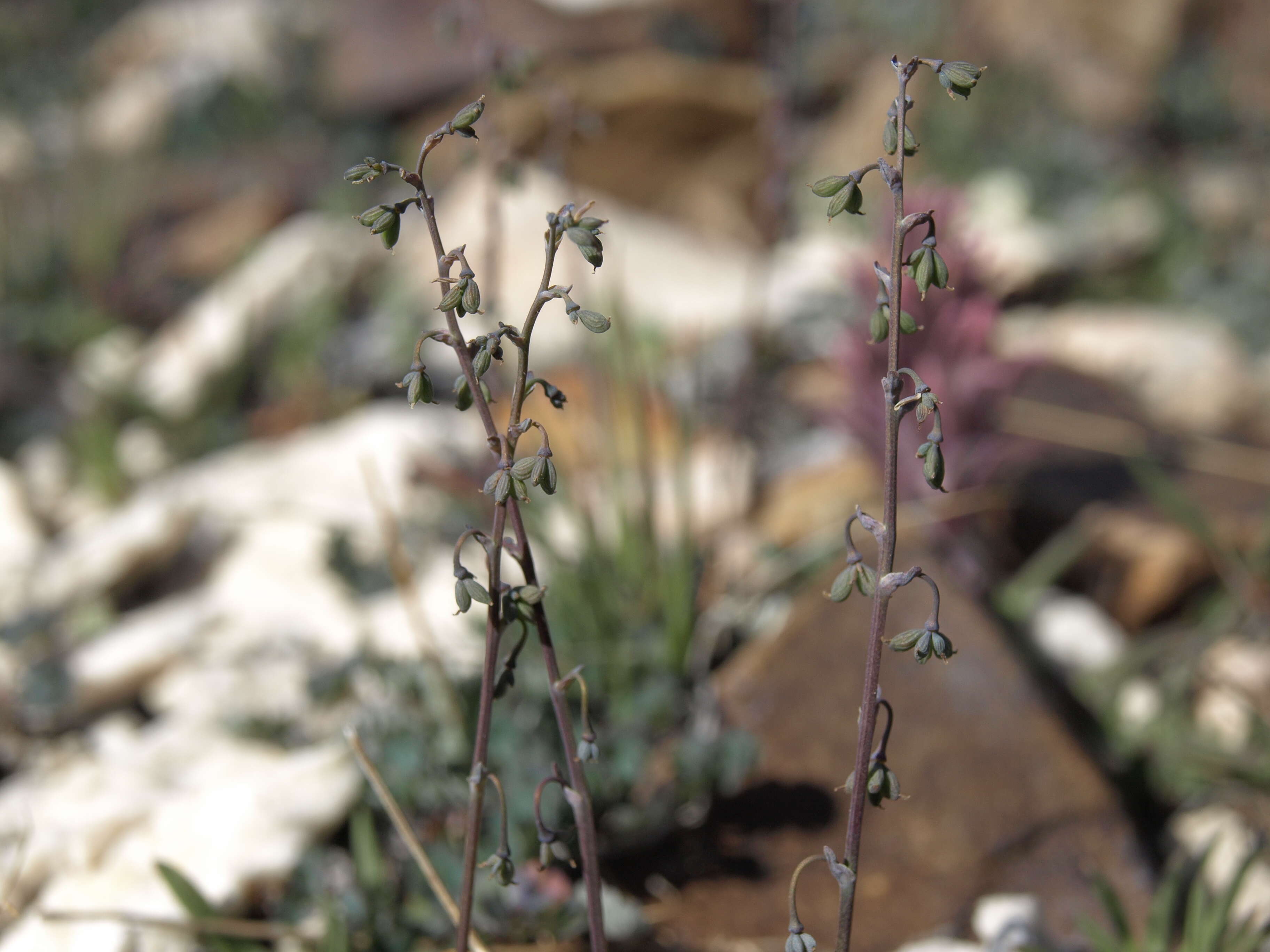 Image of alpine meadow-rue