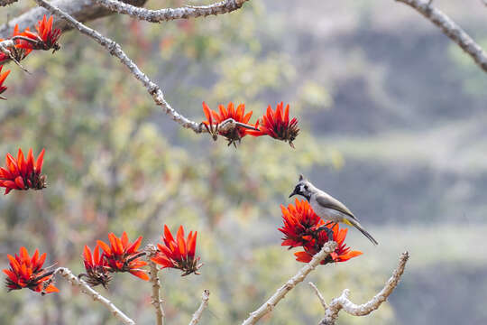 Image of Himalayan Bulbul